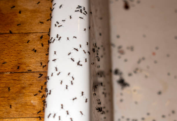 Best Affordable Pest Control Services  in Layton, UT