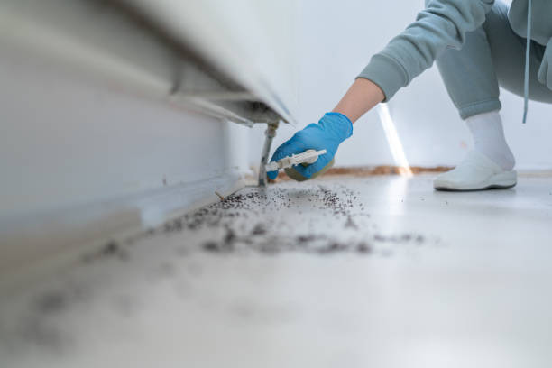 Best Emergency Pest Control  in Layton, UT
